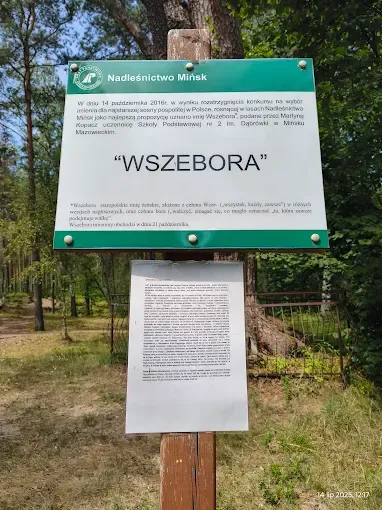 Wszebora - nazywana najstarszą sosną w Polsce